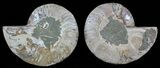 Sliced Fossil Ammonite Pair - - Million Years Old #51477-1